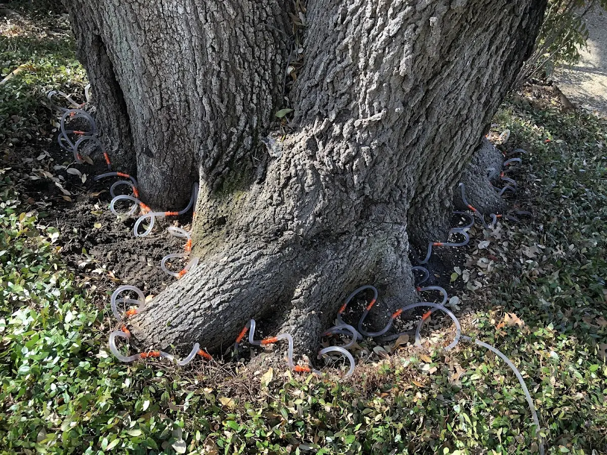 Detailed Tree Cabling and Bracing job site in Timberon