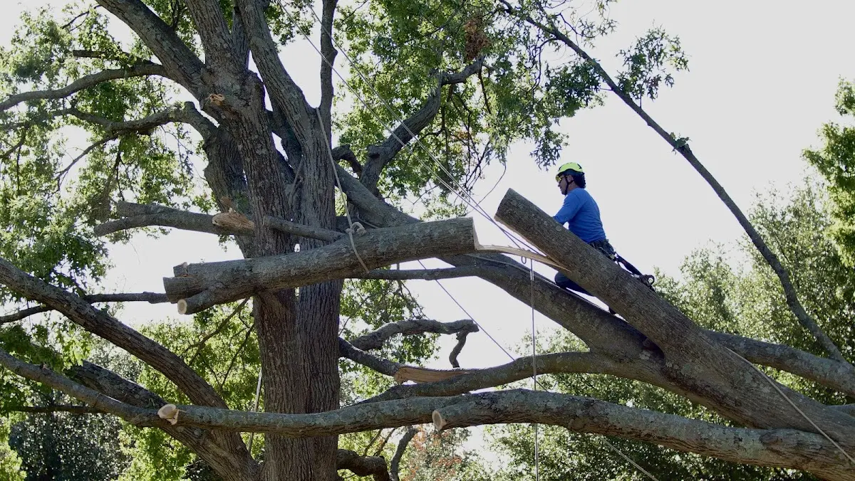 Professional Crown Thinning performed by certified arborists in Timberon